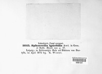 Mycosphaerella ignobilis image